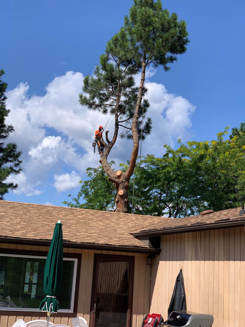 Scotty Tree Pre Storm Tree Removal