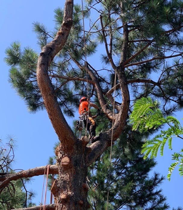 Scotty Tree - Tree Care Services